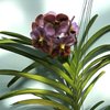 ВАНДА (VANDA Jiraprapa xSuksamranSpot xTubtimVelvet (2Tone Pink-Red )) 